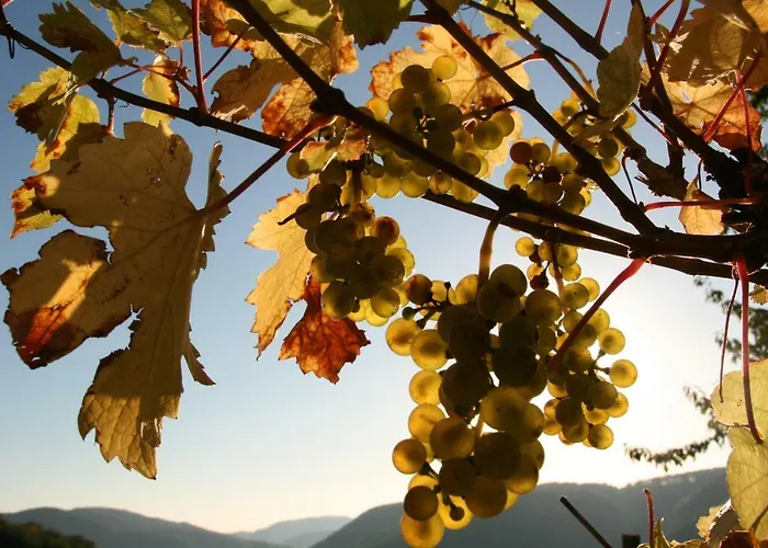 Moselblick-stein Appartement